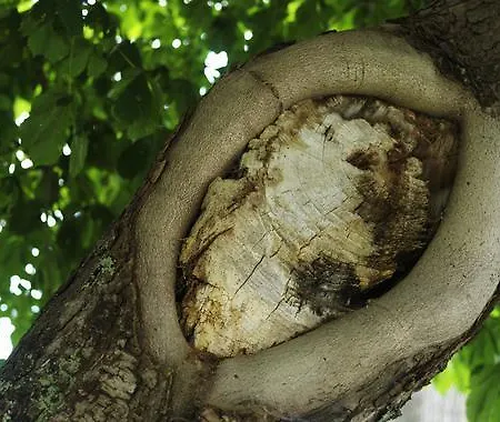 Hotel Haus Zur Eintracht Oberriet