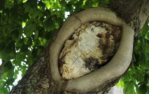 Hotel Haus Zur Eintracht Oberriet